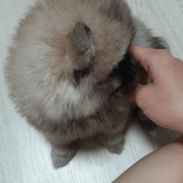 20241009_190213.gif