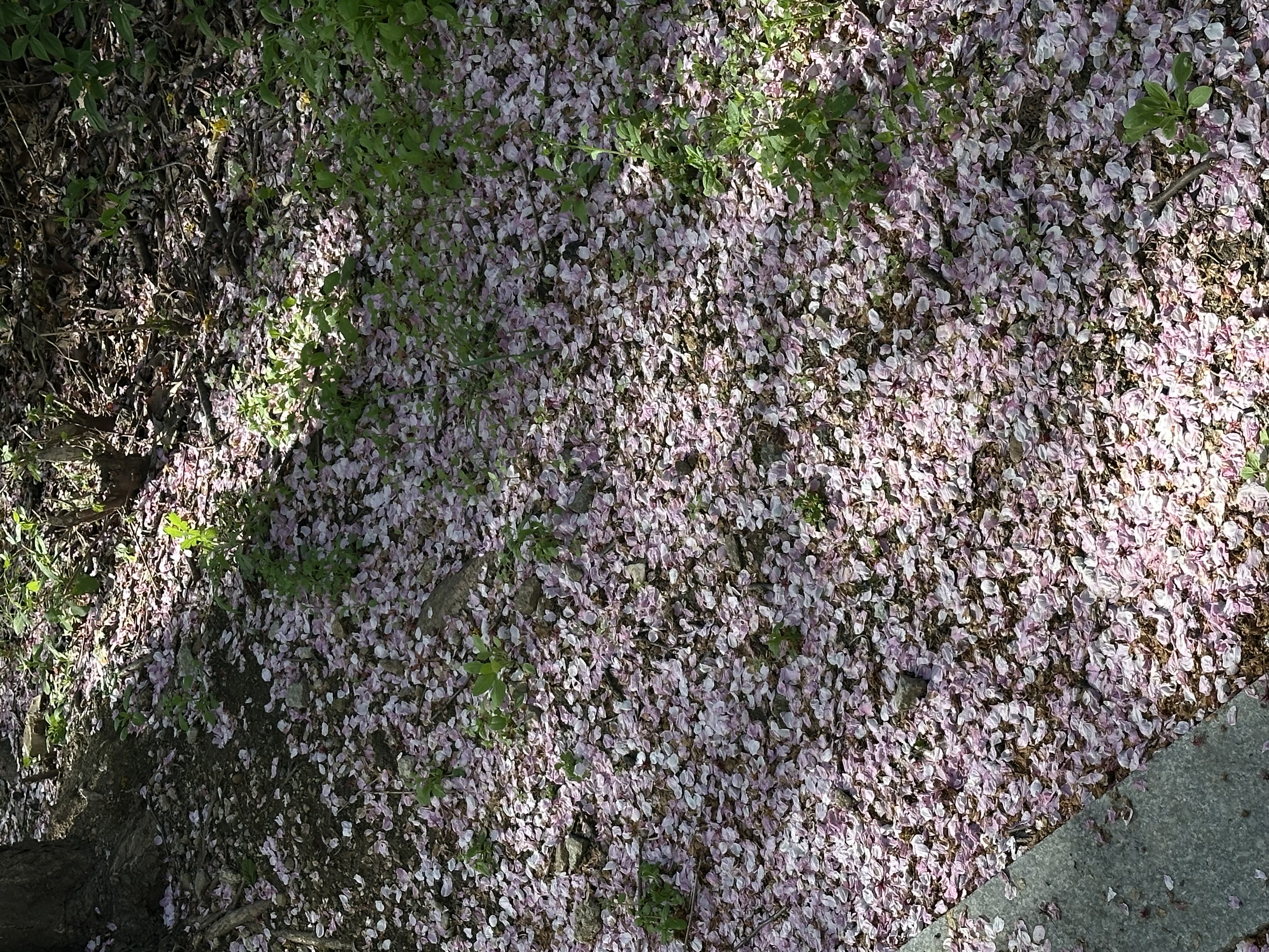 IMG_5522.jpeg
