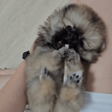 20241009_185846.gif