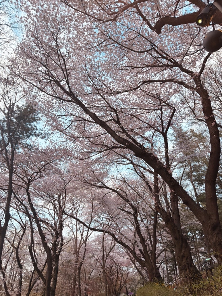 각국공원(各國公園)