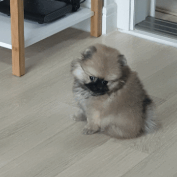20241009_184633.gif