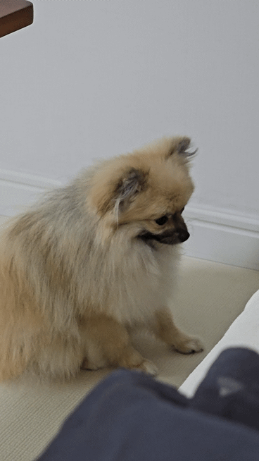 20240917_125241_1.gif