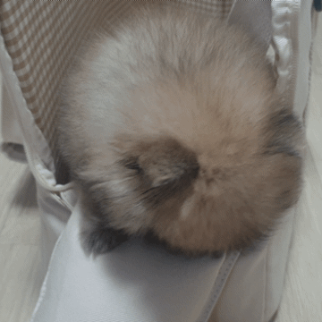 20241009_184529.gif
