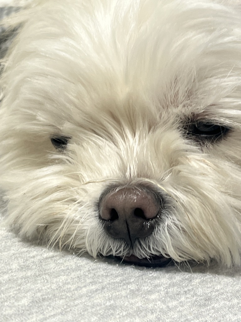 554082AB-A8DA-4782-8553-6A0F8C8274FC_1_105_c.jpeg