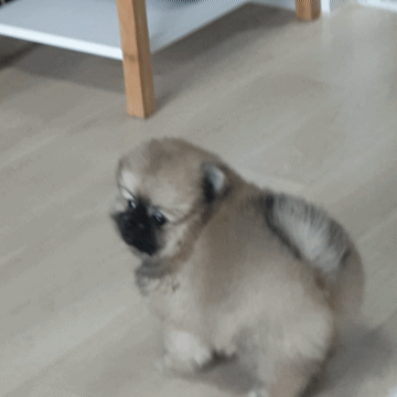 20241009_184556.gif