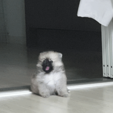 20241009_184338.gif