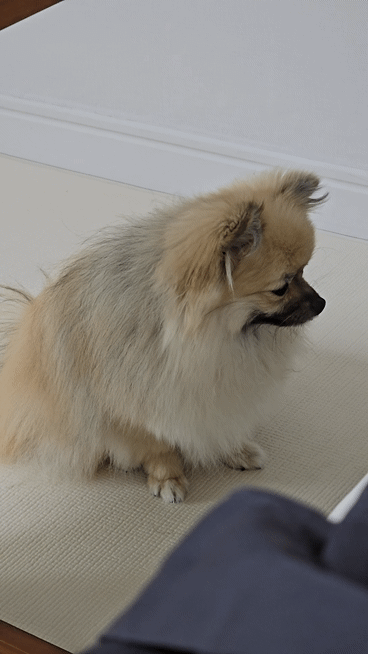 20240917_125241_2.gif